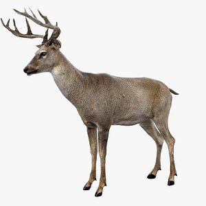 Deer (Rigged) (No fur)