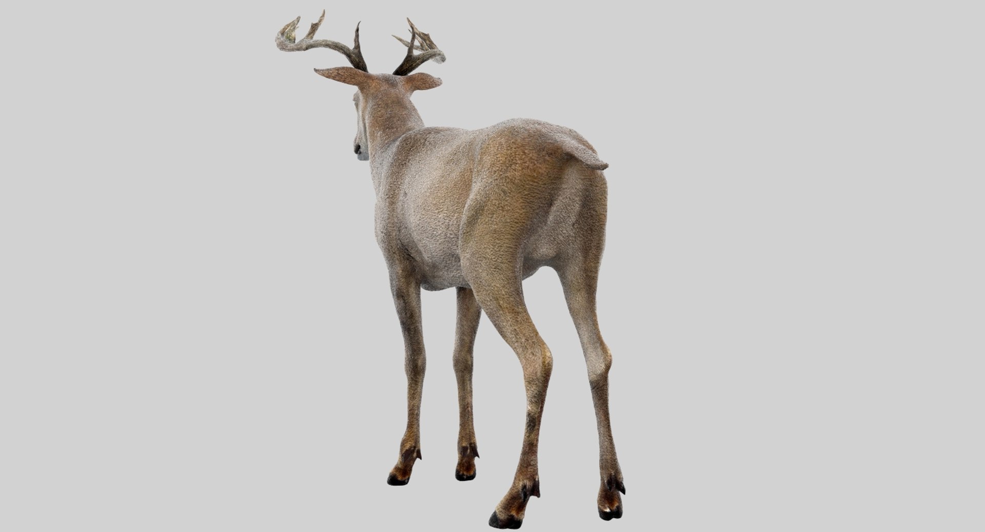 Deer Rigged 3D Model | 1144346 | TurboSquid