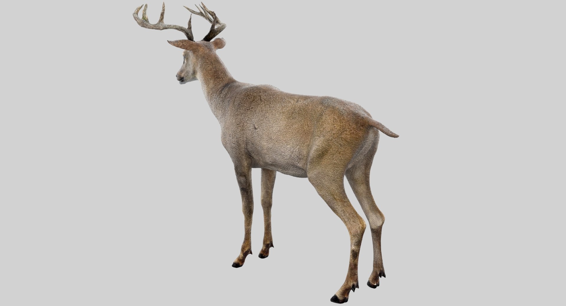 Deer Rigged 3D Model | 1144346 | TurboSquid