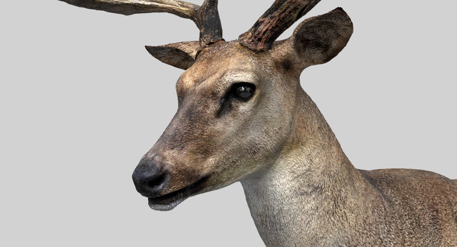 Deer Rigged 3D Model | 1144346 | TurboSquid