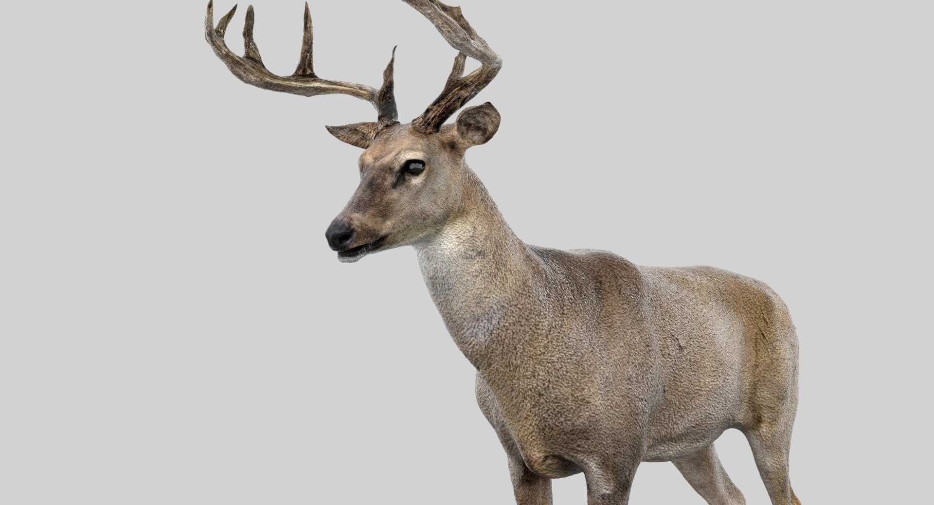 Deer Rigged 3D Model | 1144346 | TurboSquid