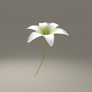 Blooming Lily Flower