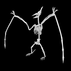 Pterasaur skeleton 3D model