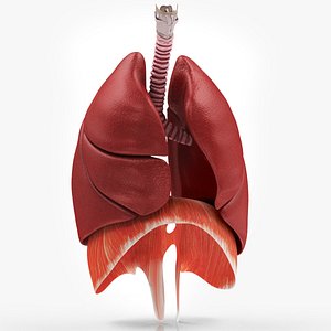 3D Human Lungs with Diaphragm model