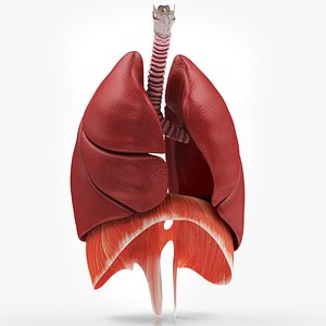 Human Lungs with Diaphragm