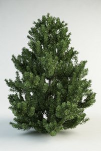 3d model black pine
