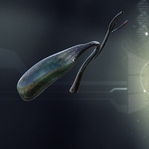 3ds max human gall bladder anatomy