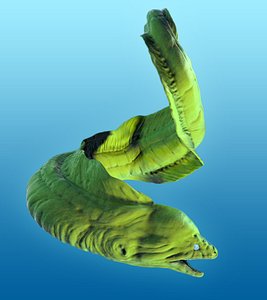 moray eel 3d model