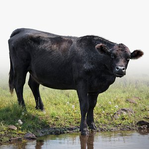 Black Cattle Animated