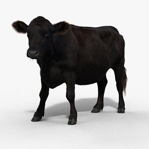Black Cattle Animated 3D