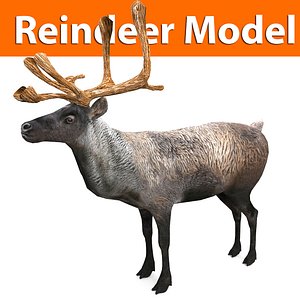 reindeer low poly model