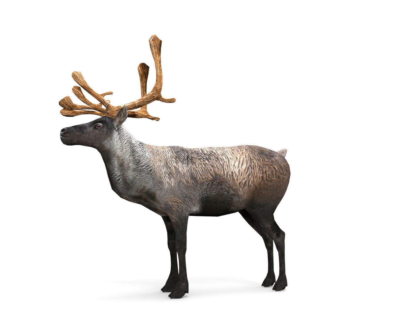 reindeer deer 3D model https://p.turbosquid.com/ts-thumb/sy/SdoUna/k2shJFxp/untitled.167/jpg/1506506586/1920x1080/fit_q87/520bff3284fd9c4ad83bff5d7805ab429112fadd/untitled.167.jpg
