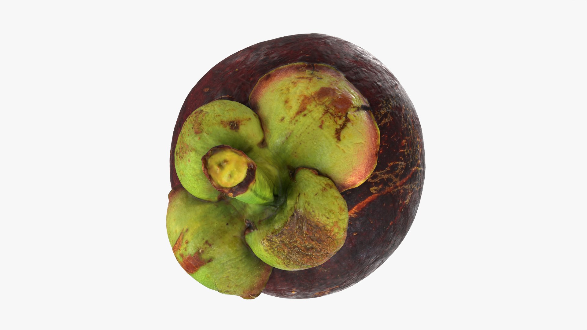 3D Mangosteen Collection model https://p.turbosquid.com/ts-thumb/sy/Uxze31/ym/mangosteencut01_0008/png/1766557149/1920x1080/fit_q87/c3625314a141d24c435816366ef89a9e60b7c328/mangosteencut01_0008.jpg