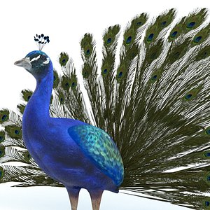 peacock model
