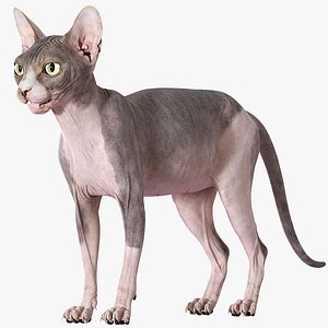 3D model sphynx cat