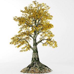3D sassafras tree model