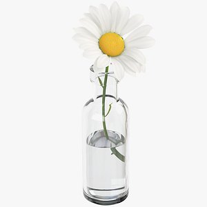 Chamomile 004