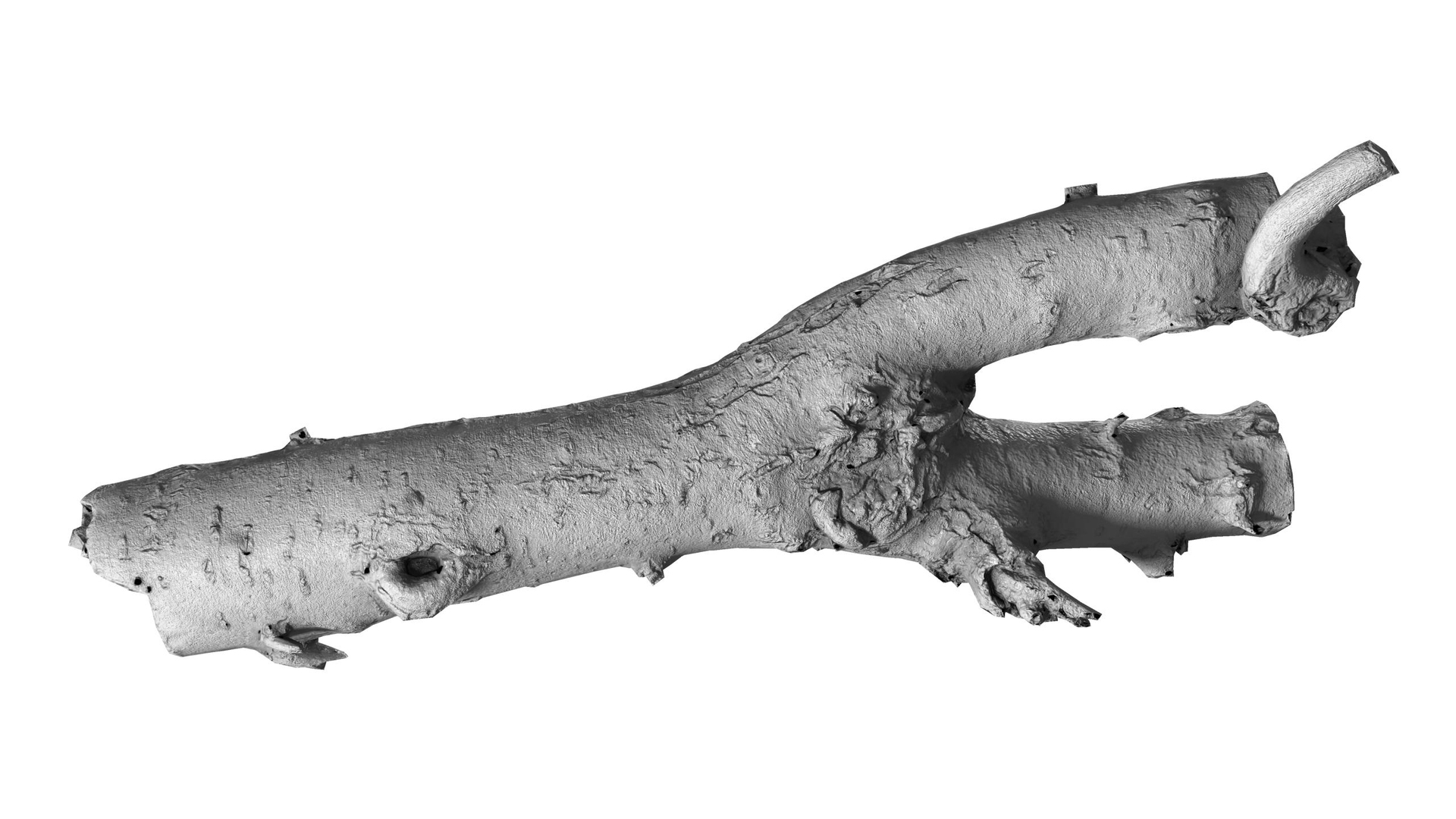 3d Branch Rotten Wood