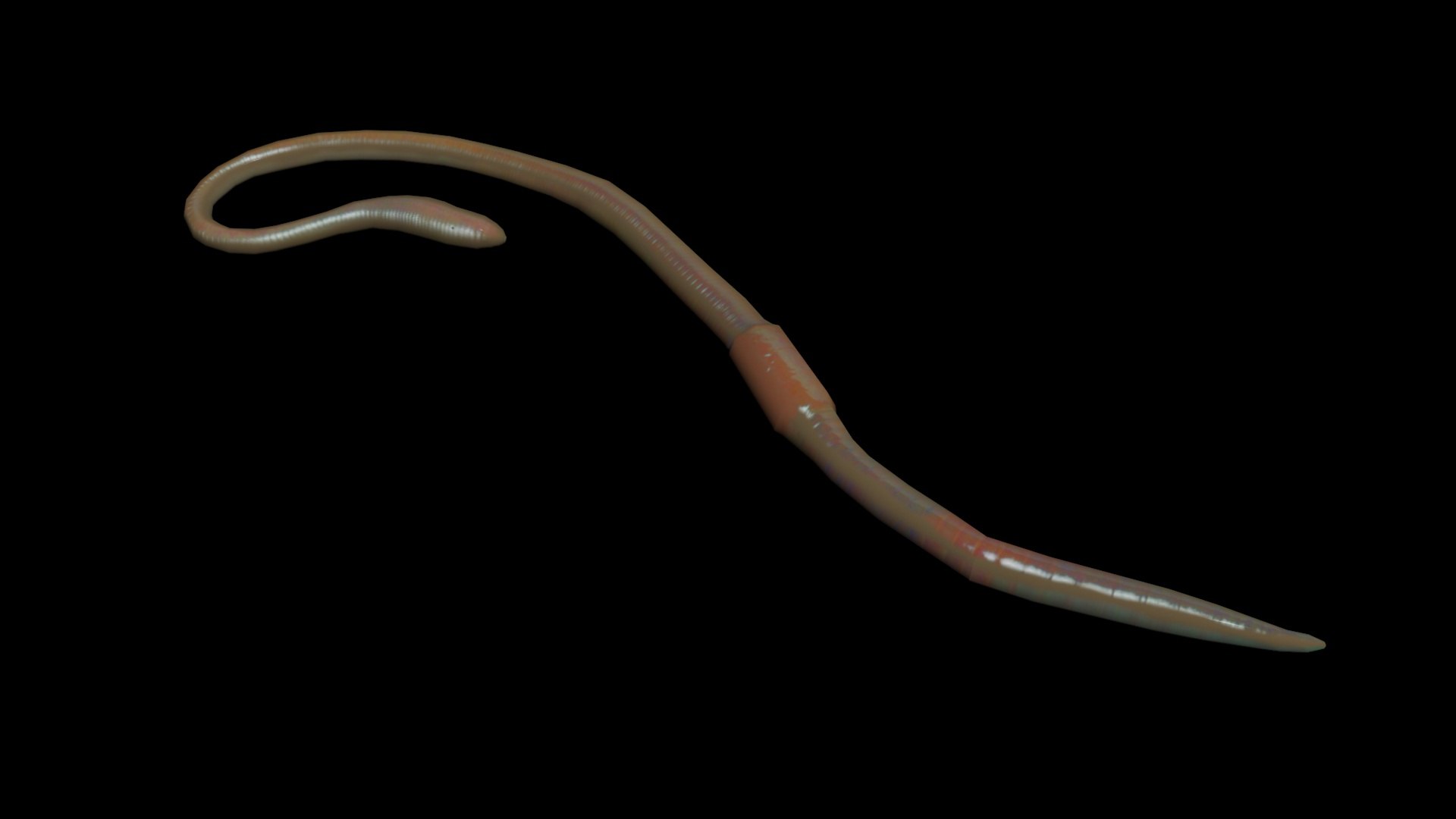 3d model of worm https://p.turbosquid.com/ts-thumb/sz/1mMqod/VrRDpzMe/3/jpg/1420410967/1920x1080/fit_q87/7cf37eb08cc418f37546fe0d165ea55752b2302b/3.jpg