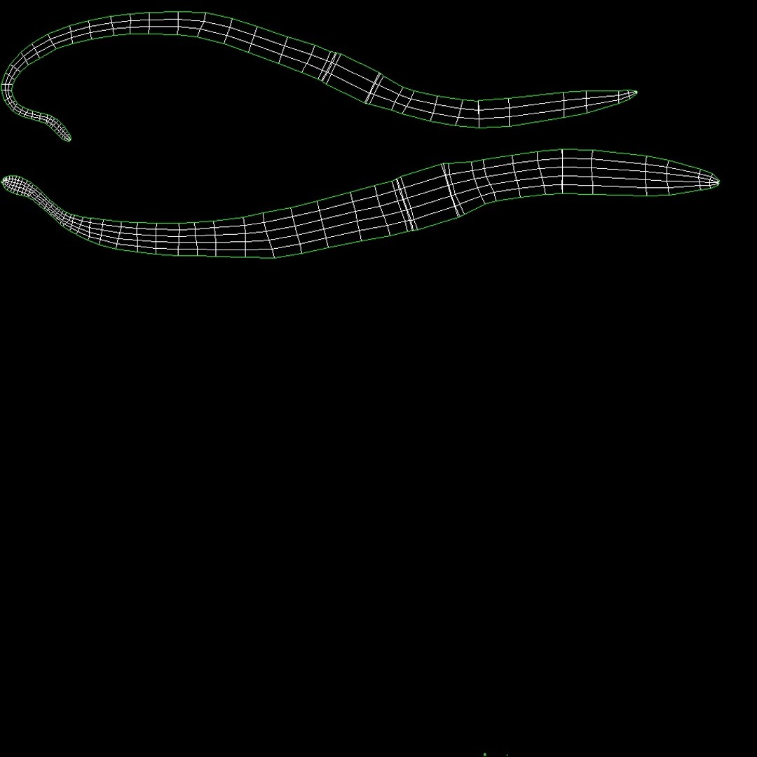 3d model of worm https://p.turbosquid.com/ts-thumb/sz/1mMqod/oHWyqv98/5/jpg/1420410967/1920x1080/fit_q87/5eec59932d2ec828c122812ef1dc2937aee214be/5.jpg