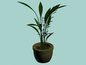 maya grass