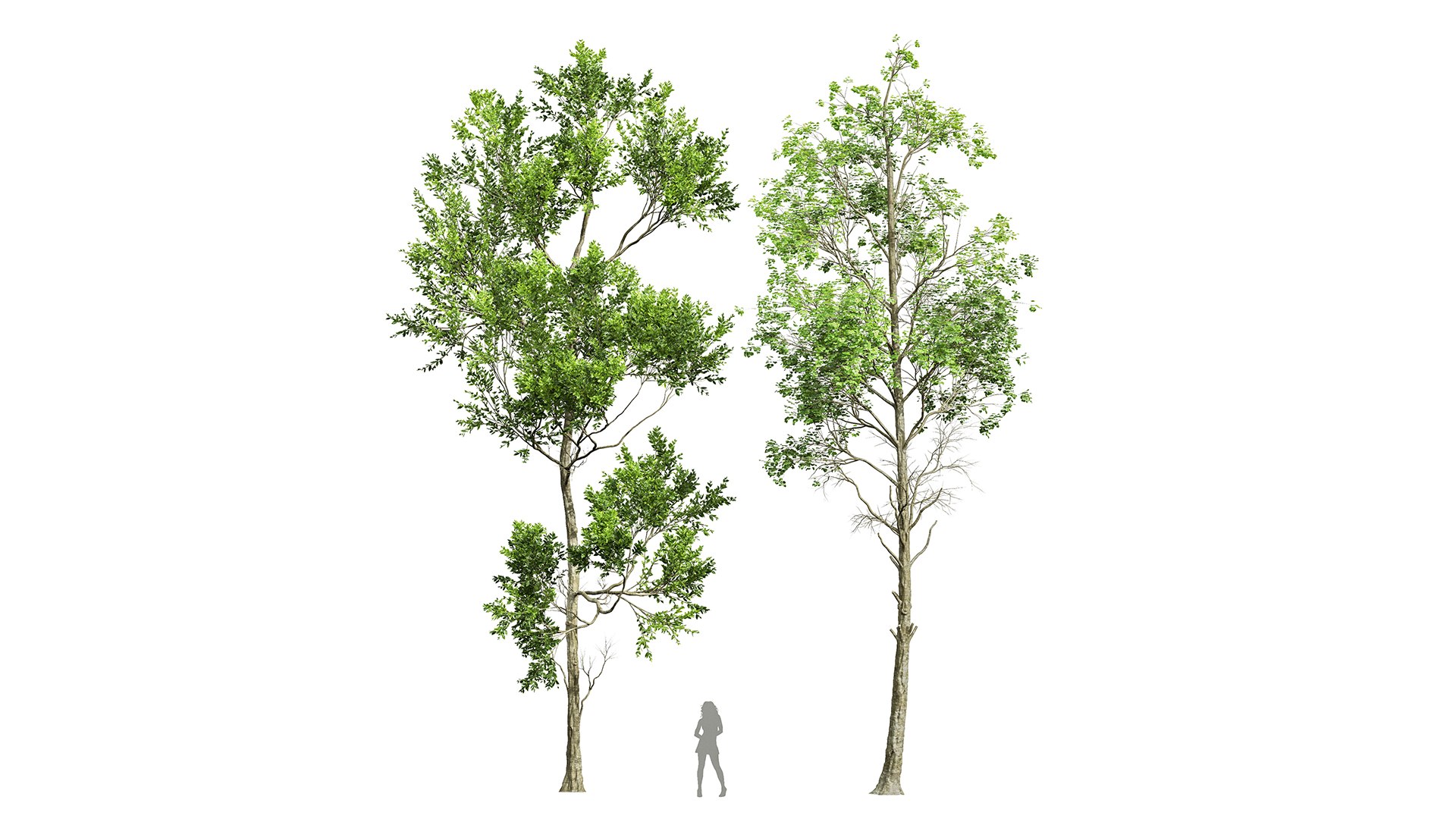 6Different SETS Of Tree Set Vol 29 3D Model - TurboSquid 2205092