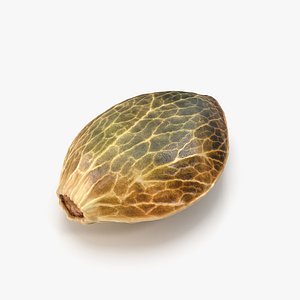 Cannabis seed model