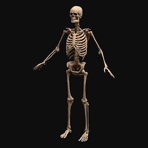 Realistic Human Skeleton