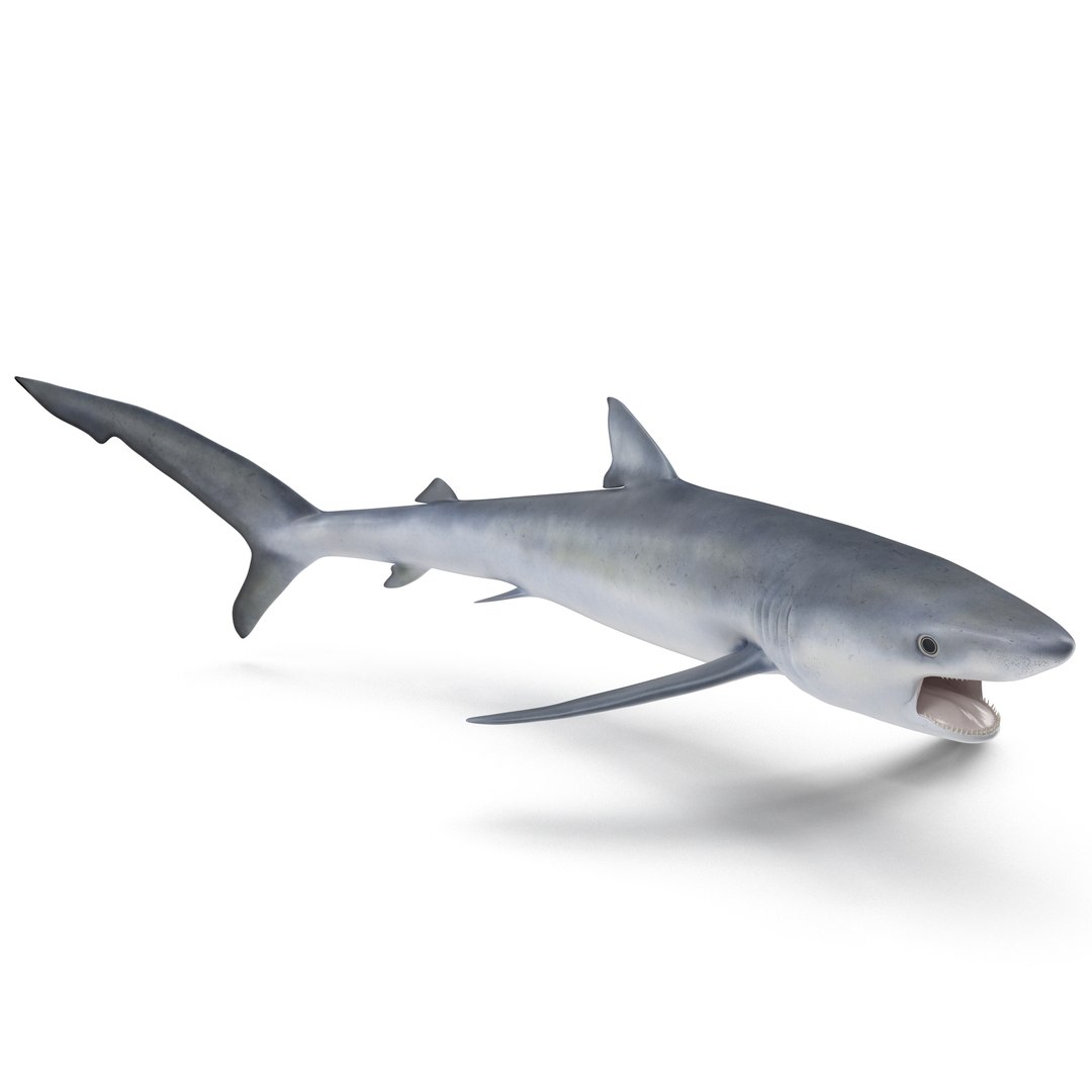 Blue Shark Pose 2 3D Model 3D model preview