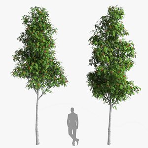 3D Sorbus aucuparia edulis 7000 Rowan