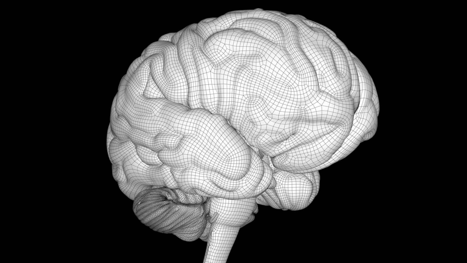 4K Realistic Brain 3D Model TurboSquid 2099700