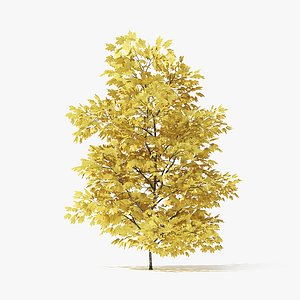 3 Meter Autumn Norway Maple Tree