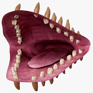 3D model Beluga Whale Jaws Anatomy