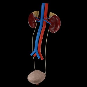 3D urinary kidney bladder model