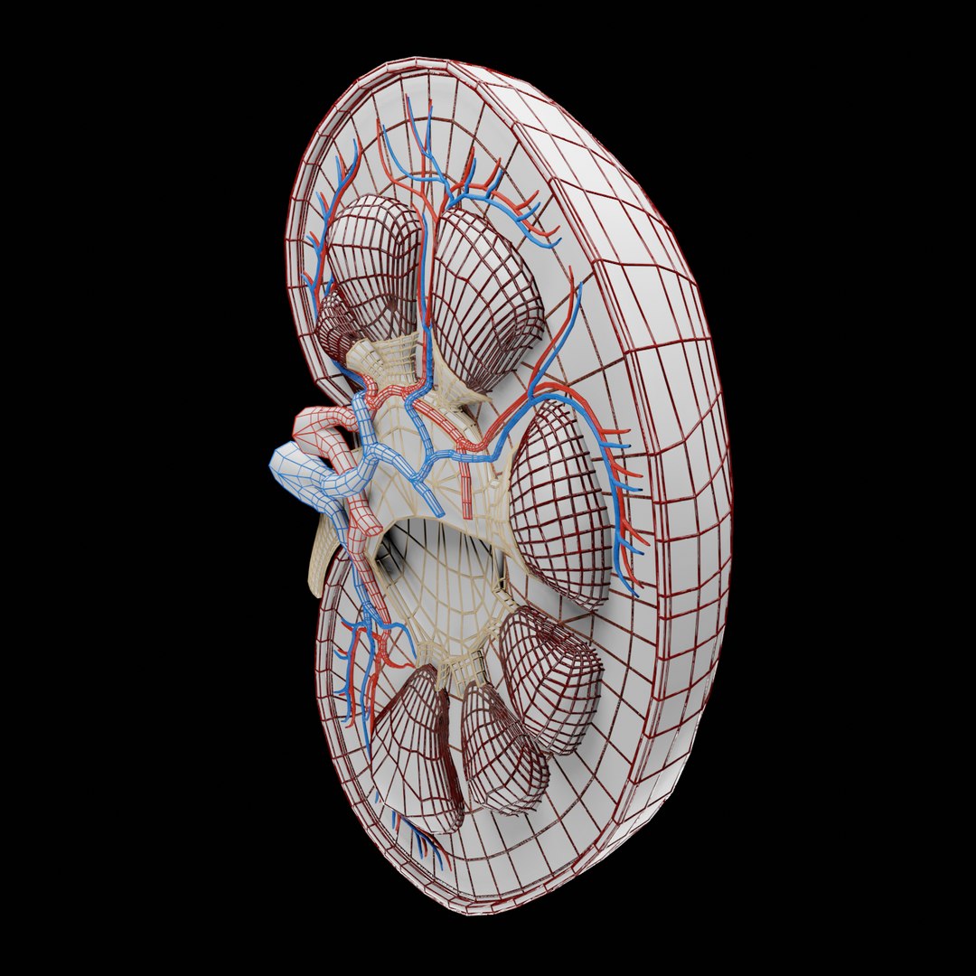 3D Urinary Kidney Bladder Model - TurboSquid 1546773