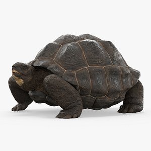 3D Turtle Chelonoidis Niger Hiding in Shell Animated Rigged for Maya