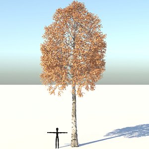 Aspen Tree 3D model