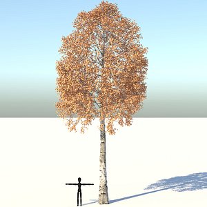 Aspen Tree