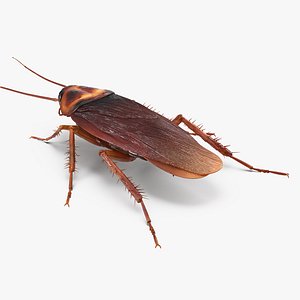3D common household cockroach