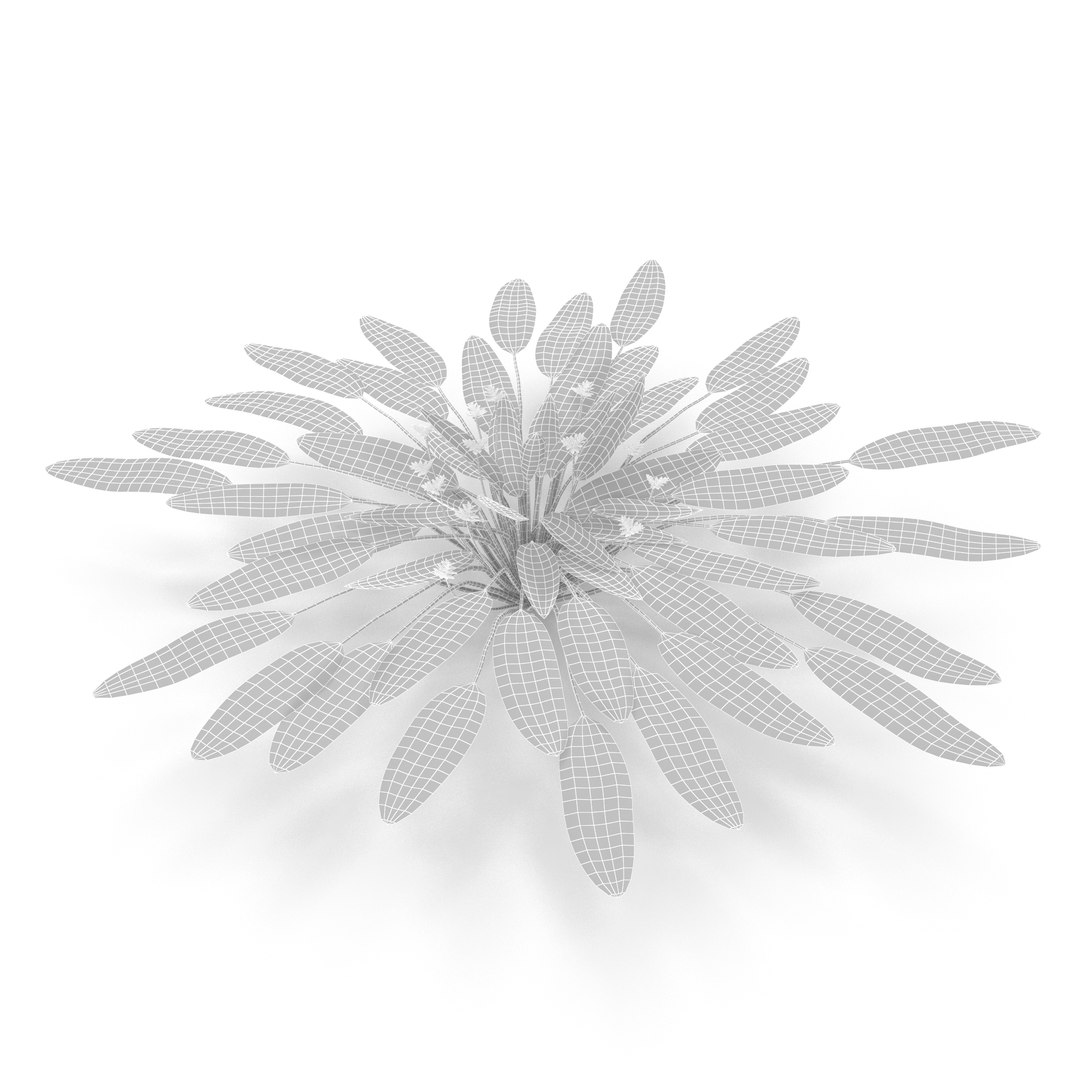 3D Collection of aquarium plants https://p.turbosquid.com/ts-thumb/t1/JlBkNM/90/wire/jpg/1677775696/1920x1080/fit_q87/521c696eb4650a34e42387e637709c1c90c7593c/wire.jpg