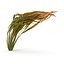 Collection de plantes d'aquarium