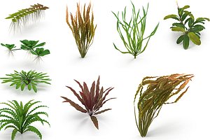 Collection of aquarium plants