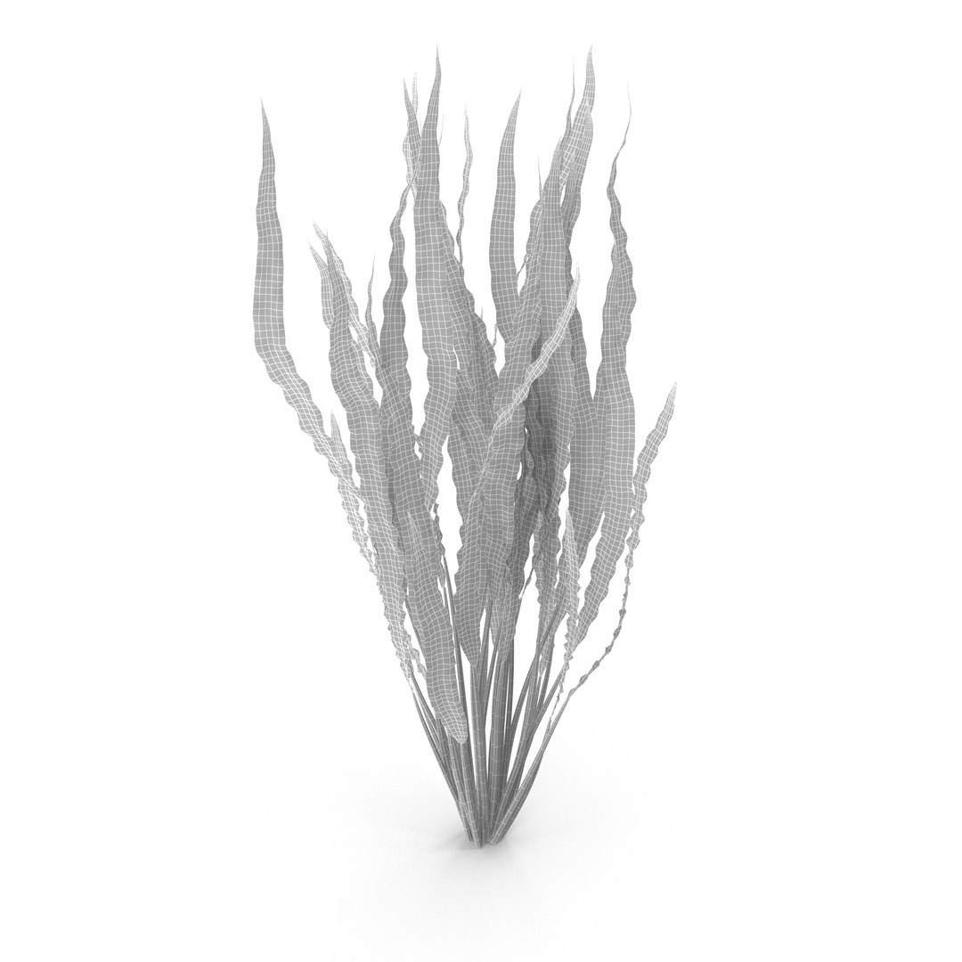 3D Collection of aquarium plants https://p.turbosquid.com/ts-thumb/t1/JlBkNM/Nn/wire/jpg/1679515294/1920x1080/fit_q87/e73aa825cd7a9aea30122bfcc76bb581a18a45ce/wire.jpg
