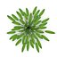 Collection de plantes d'aquarium