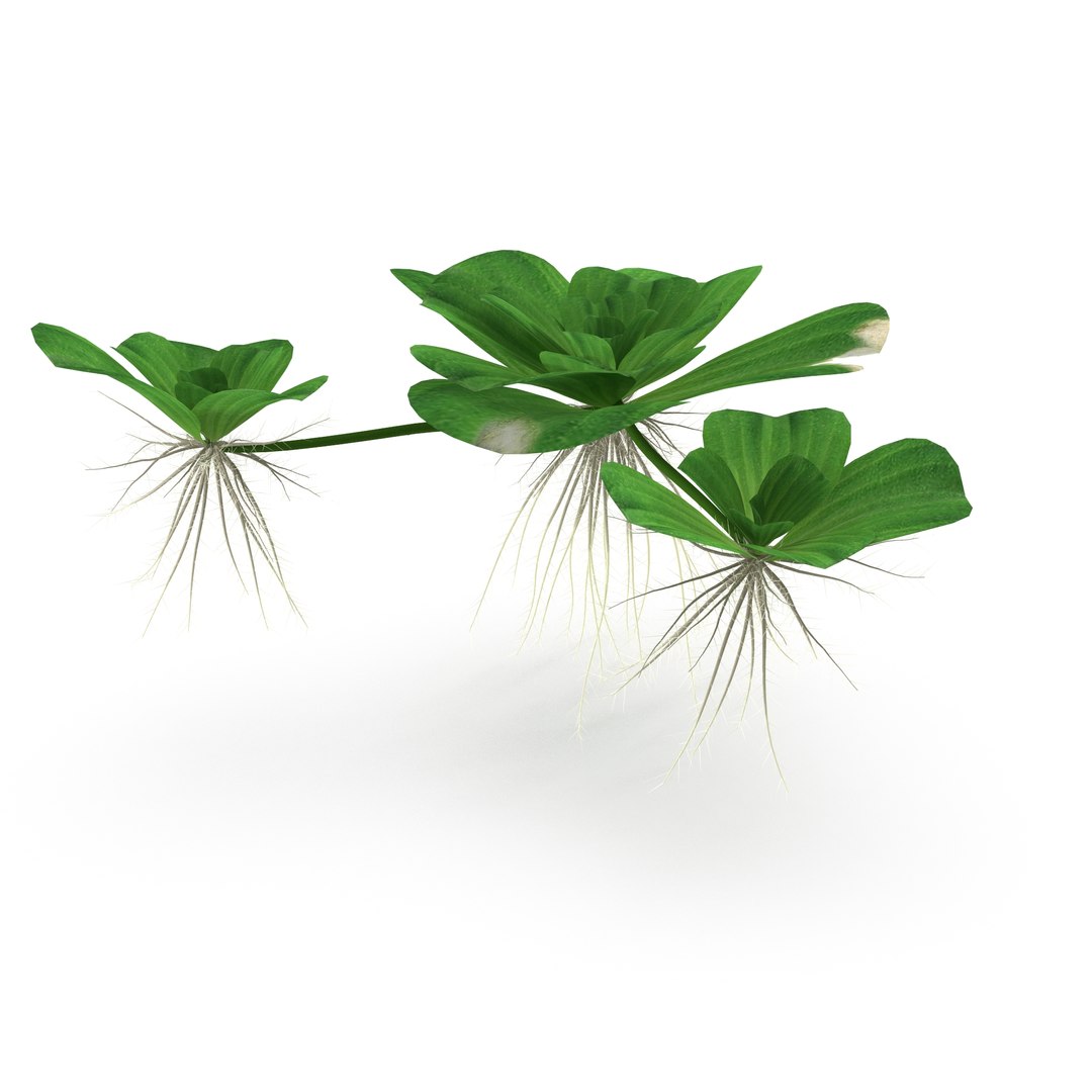 3D Collection of aquarium plants https://p.turbosquid.com/ts-thumb/t1/JlBkNM/Zk/4/jpg/1678035427/1920x1080/fit_q87/35da48a9bbf74f10054123c482d4d730c7a62e77/4.jpg