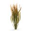 Collection de plantes d'aquarium