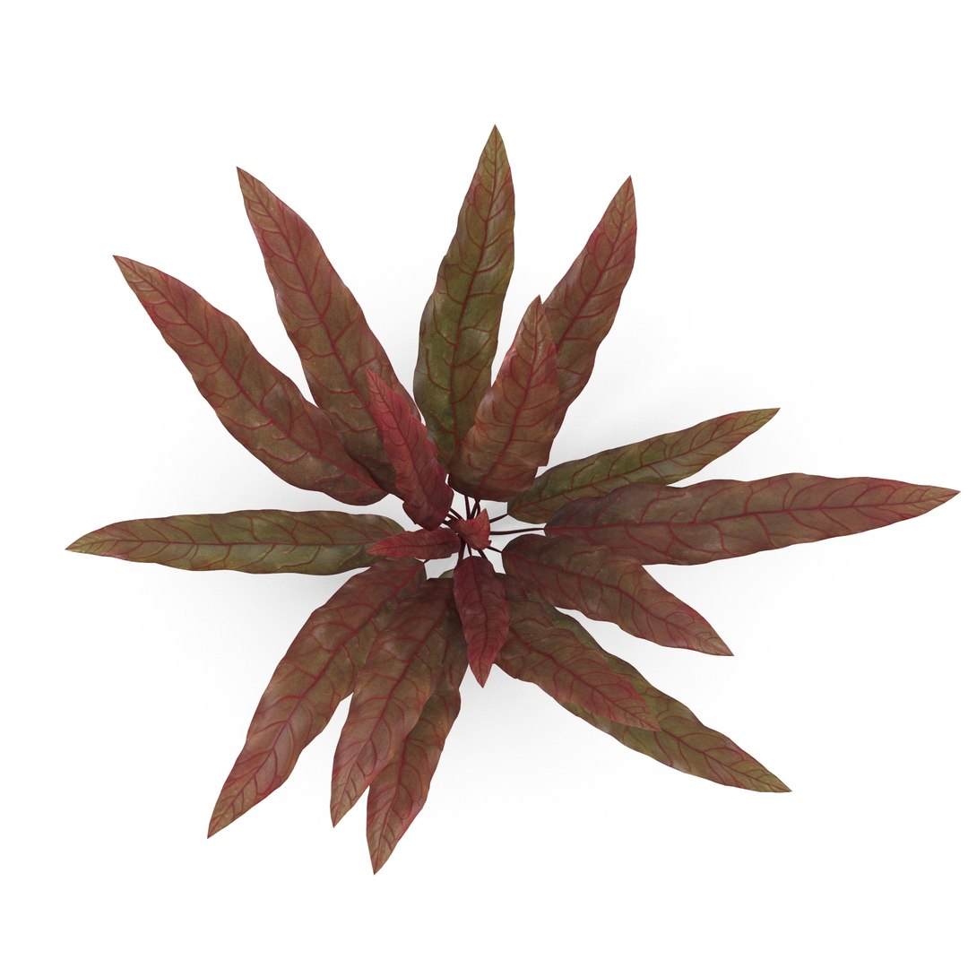 3D Collection of aquarium plants https://p.turbosquid.com/ts-thumb/t1/JlBkNM/pK/2/jpg/1678349190/1920x1080/fit_q87/ccec25e0a308be2f275ccc18117b5371763fbea0/2.jpg