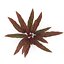 Collection de plantes d'aquarium