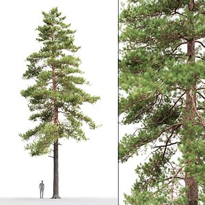 3D tree sylvestris 17