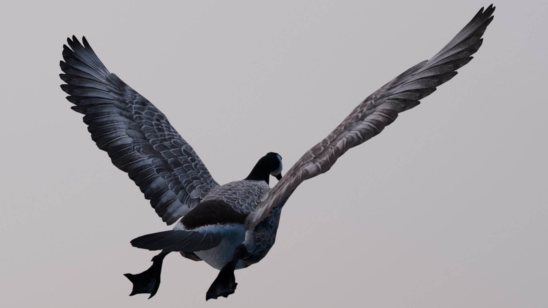 3D Canada Goose - TurboSquid 2419702